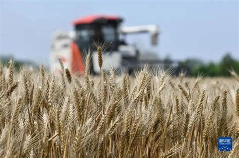 河南小麦收割超2成 周末将有雨